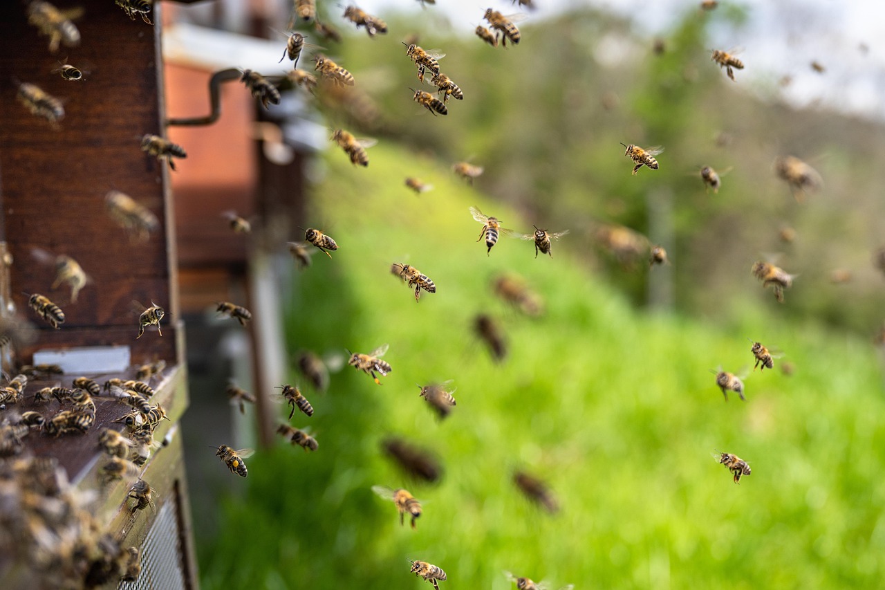Abeilles aux petits soins