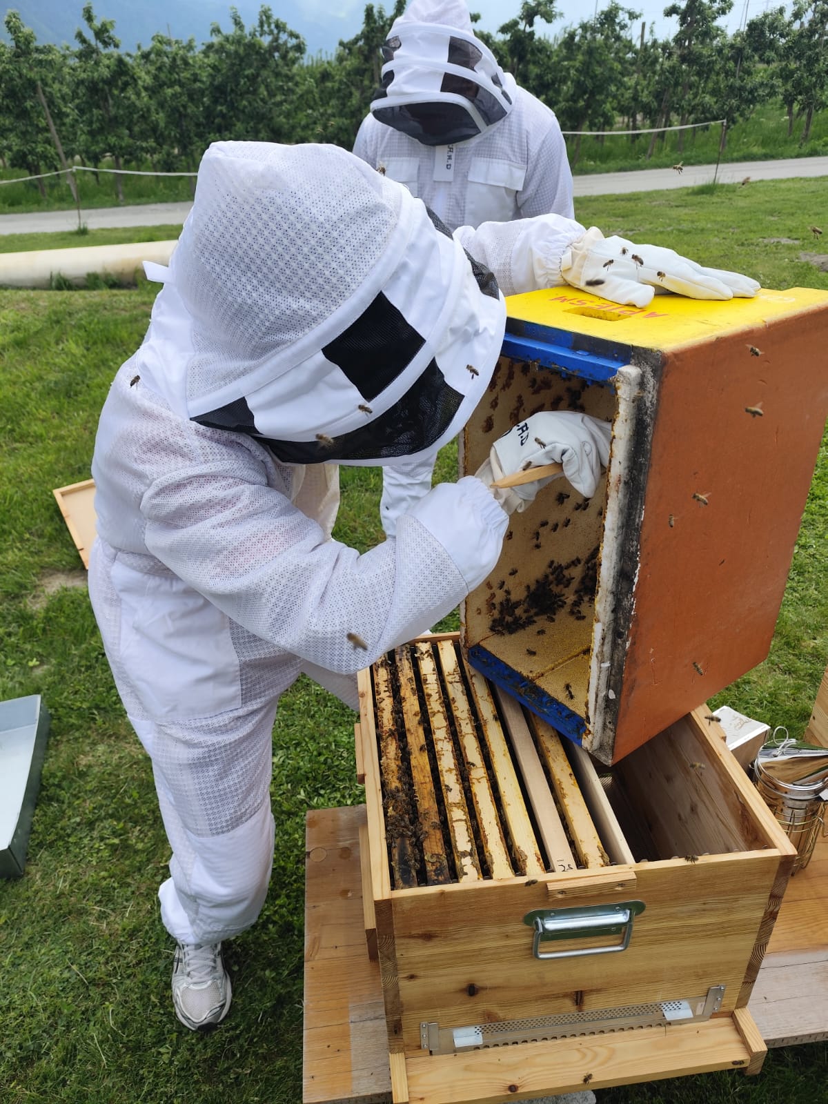 Un rucher au CAAD 🐝